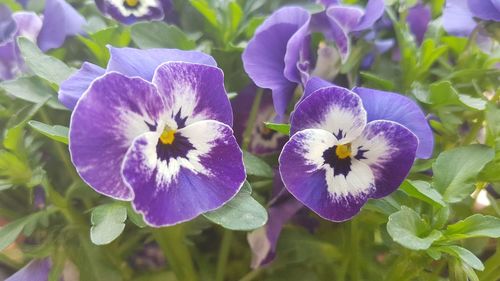 Close-up of purple flowering plants