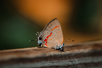 Close-up of butterfly