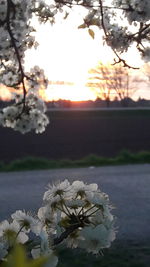 Close-up of fresh cherry blossoms in lake against sky