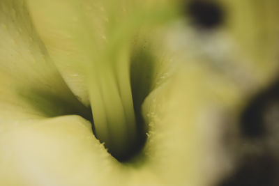 Full frame shot of yellow flowering plant