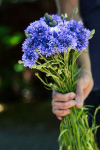Close-up of purple flowering plant