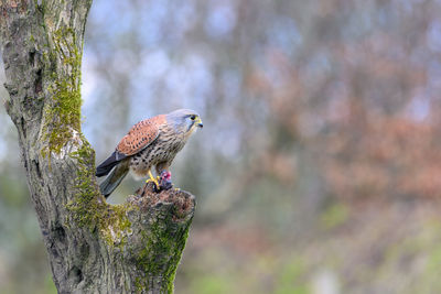 Male kestrel, falco tinnunculus, perched on a tree stump