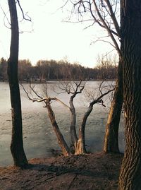 Bare tree on lakeshore