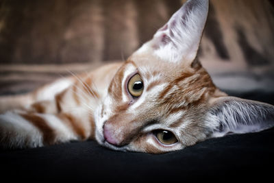 Close-up of a cat resting