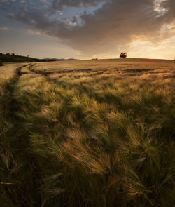 Scenic view of field against sky during sunset