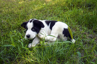 Alabai puppy sits comfortably on green lawn and scratches behind his ear with his hind paw. 