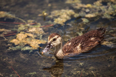 Close-up of duck swimming in lake