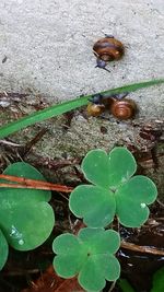 High angle view of leaf floating on water