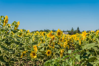 Blooming sunflowers field in france, europe union