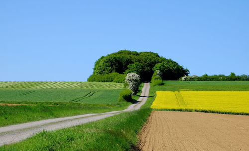 Scenic view of agricultural field against clear sky