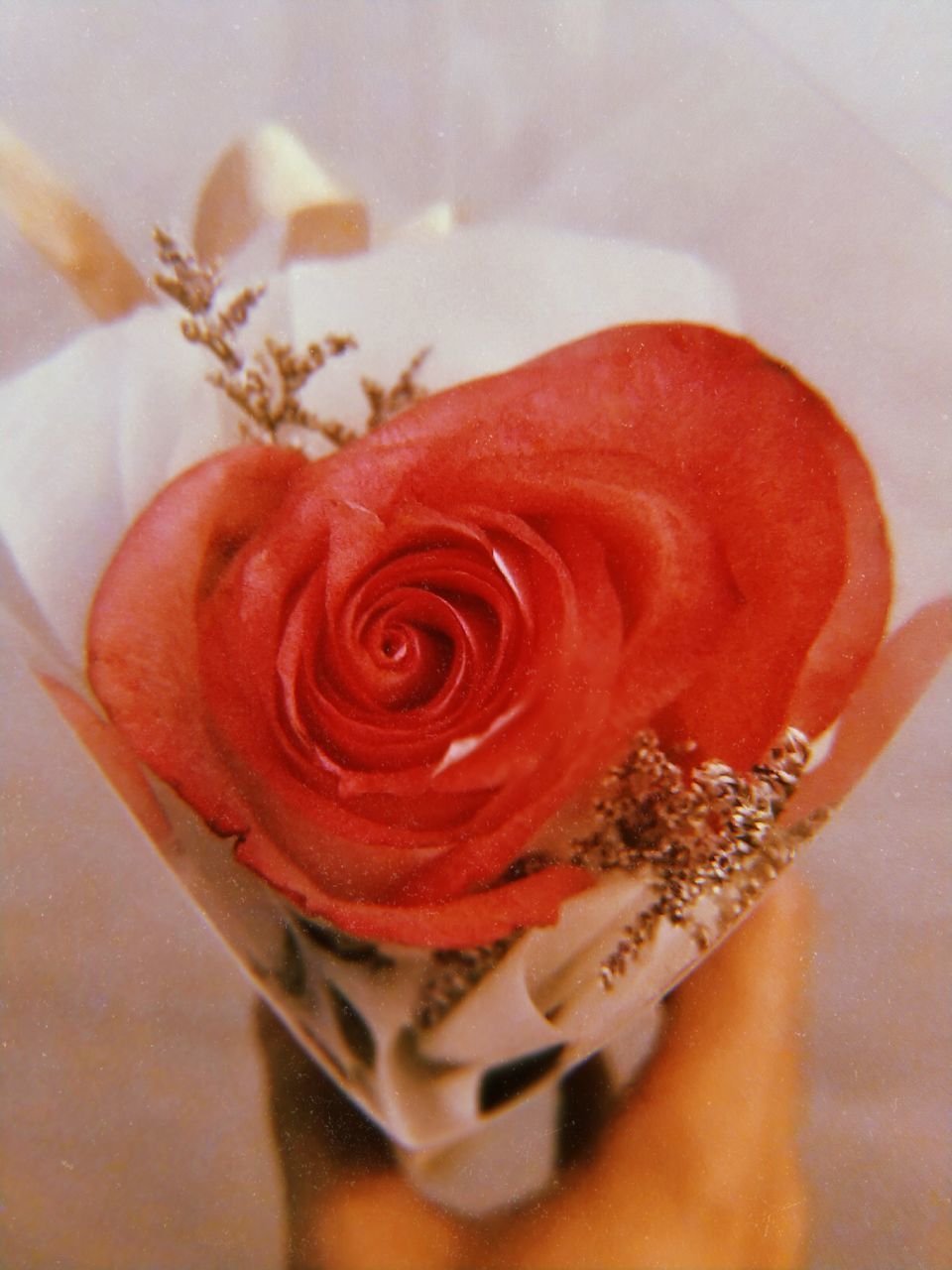 CLOSE-UP OF HAND HOLDING ROSE