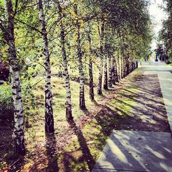 Narrow pathway along trees