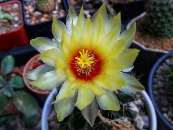 Close-up of yellow flower