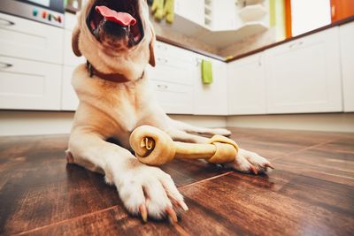 Dog sitting on hardwood floor at home