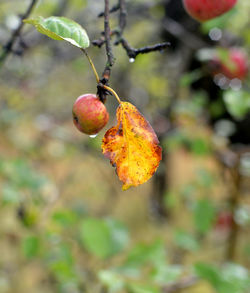 Close-up of orange berries on tree