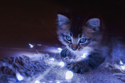 Close-up portrait of cat