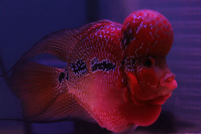 Close-up of fish swimming in sea