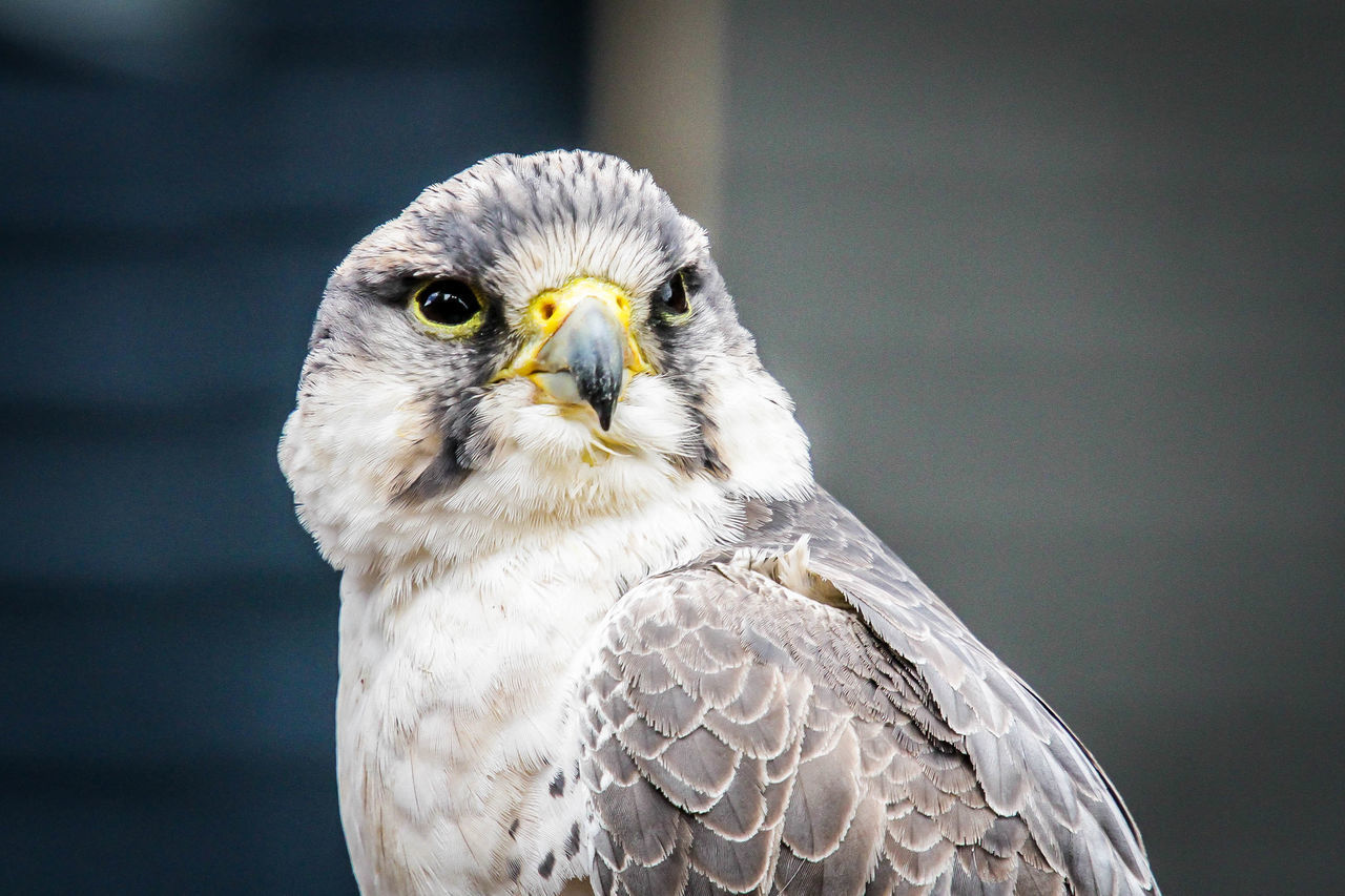 CLOSE-UP PORTRAIT OF AN EAGLE