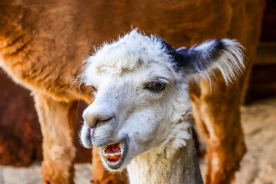 Close-up of a goat