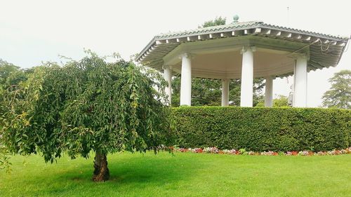 Trees in lawn