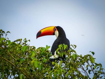 Toucan perching on branch against clear sky