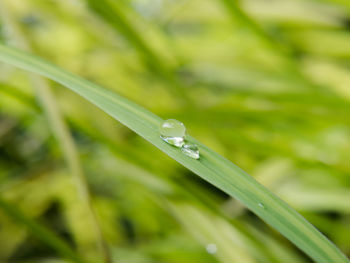 Close-up of water drops on blade of grass