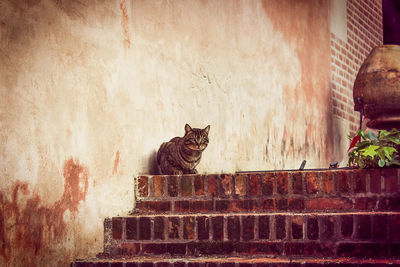 Cat sitting on wall