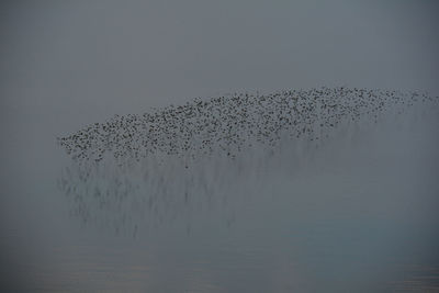 Flock of birds flying in the sky