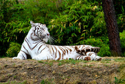 Tiger lying in forest