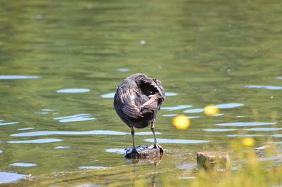 Bird on a lake