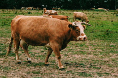 Cows standing in a field