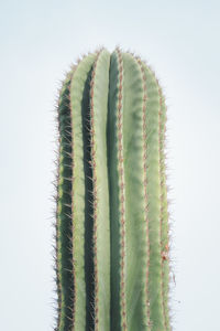 Close-up of succulent plant against sky