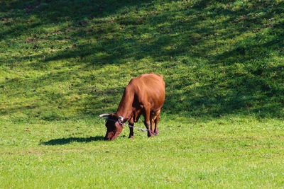 Cow grazing in grassy field