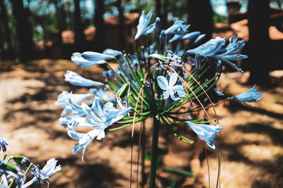 Close-up of white flowering plant