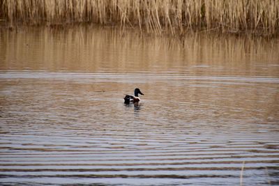 Ducks swimming in lake