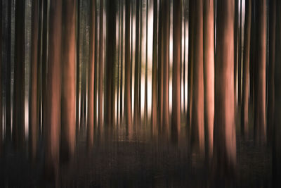 Full frame shot of trees in forest