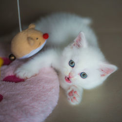 Close-up portrait of a kitten