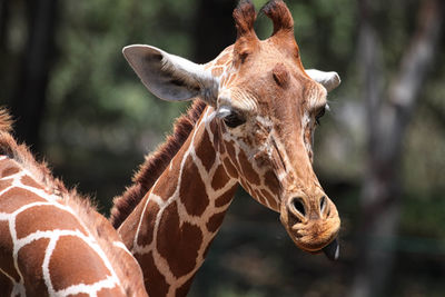 Close-up of giraffes