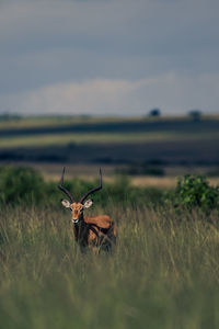 Deer standing on field