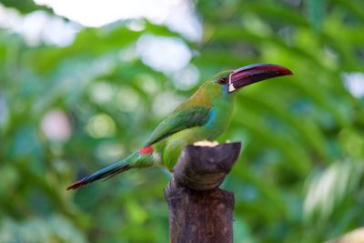 Close-up of bird perching on branch