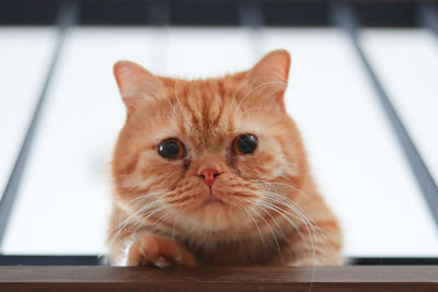 Close-up portrait of a cat