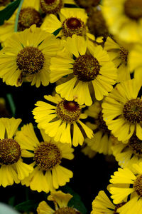 Close-up of yellow flowering plants