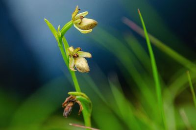 Wild orchid in switzerland 