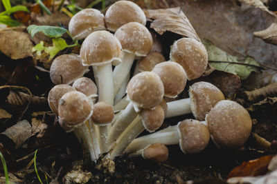 Close-up of mushrooms growing on field