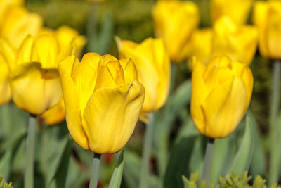 Close-up of yellow tulips