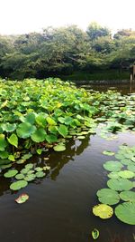 Reflection of trees in pond