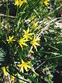 Close-up of yellow plant