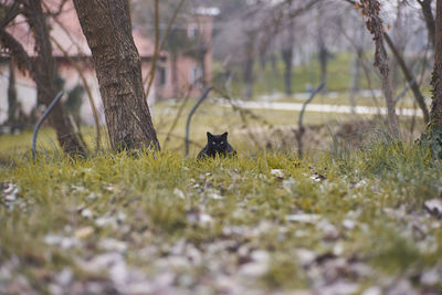 View of a cat on field