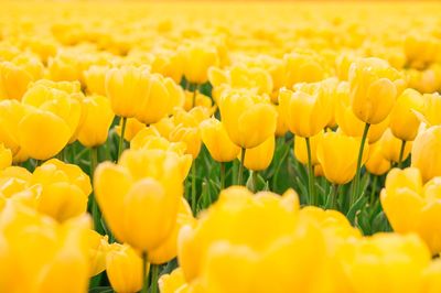 Close-up of yellow tulips on field