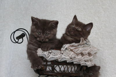 Close-up portrait of kitten